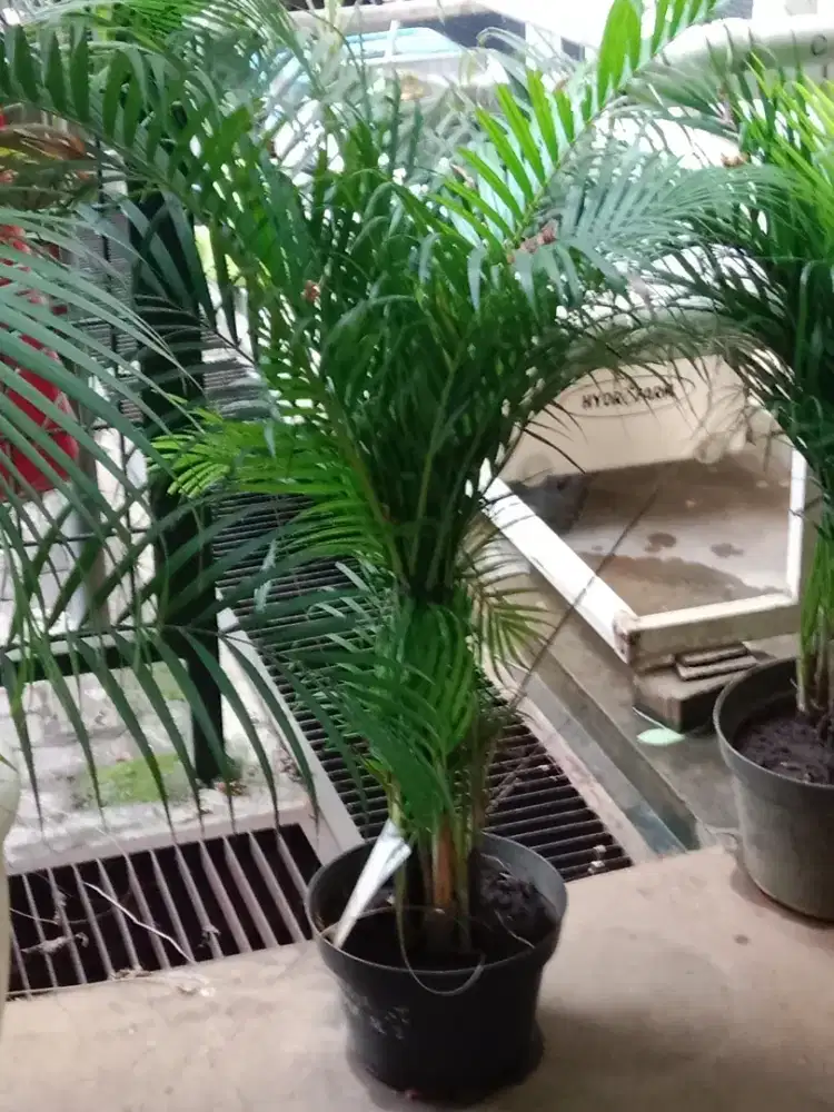 Jual Tanaman PohonHias