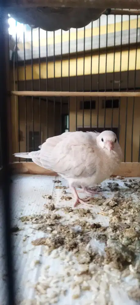 Anakan puter udah mandiri