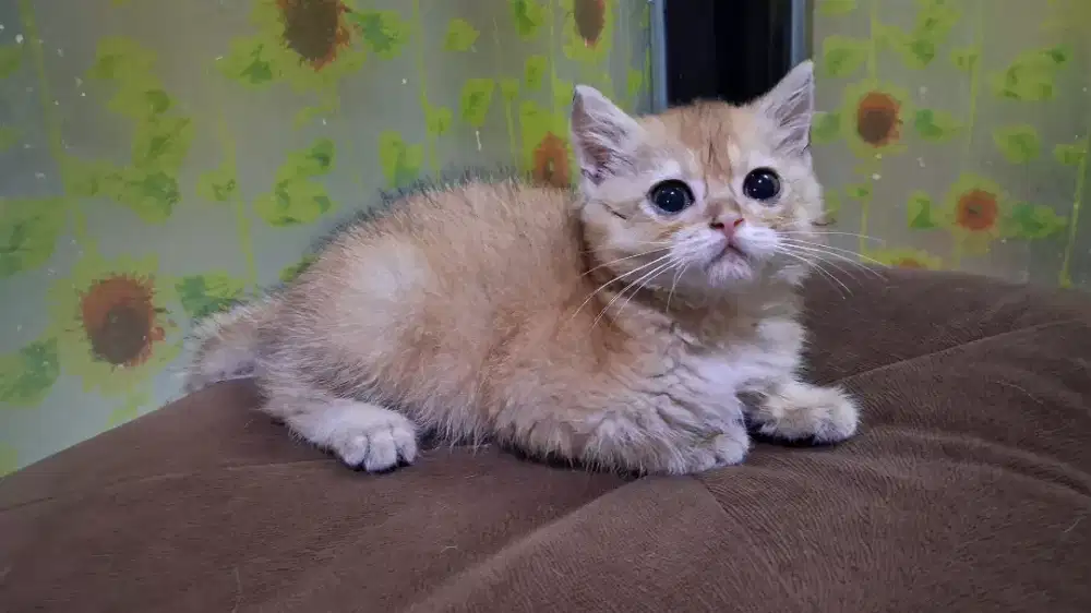 BSH golden NY12 Jantan