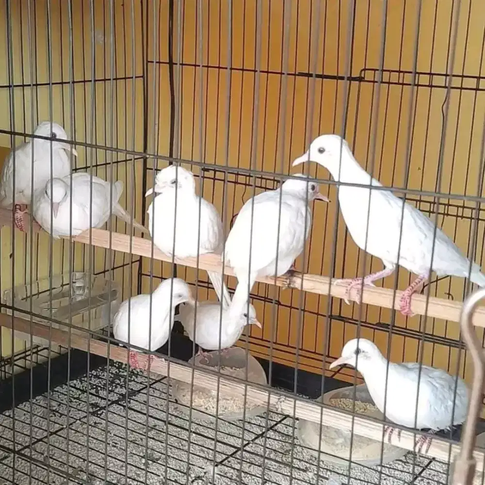 Perkutut putih kapas mata merah jantan/betina ready