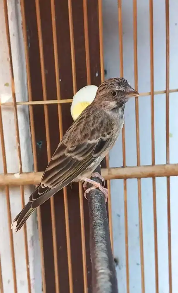 Blackthroath jantan gacor