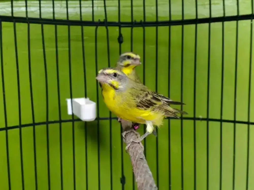 Mozambik sepasang siap produksi