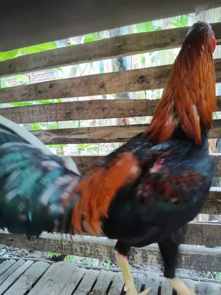 Jual ayam jantan & mentok