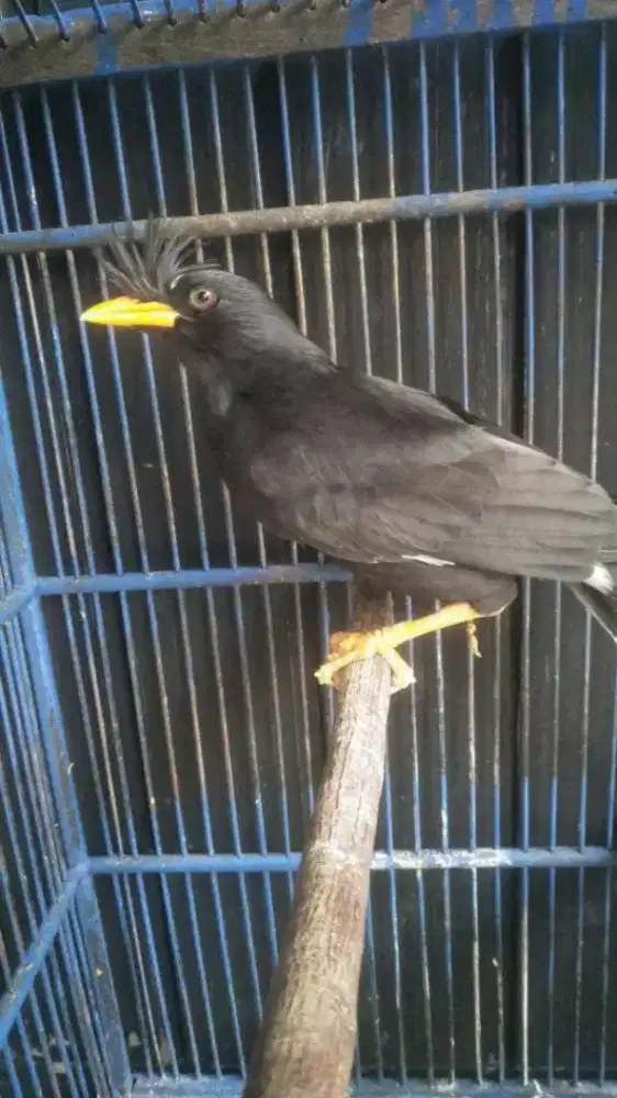 Jalak jambul thailand mulus gacor