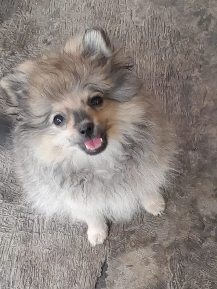 Pomeranian puppy betina (pure, no campuran)
