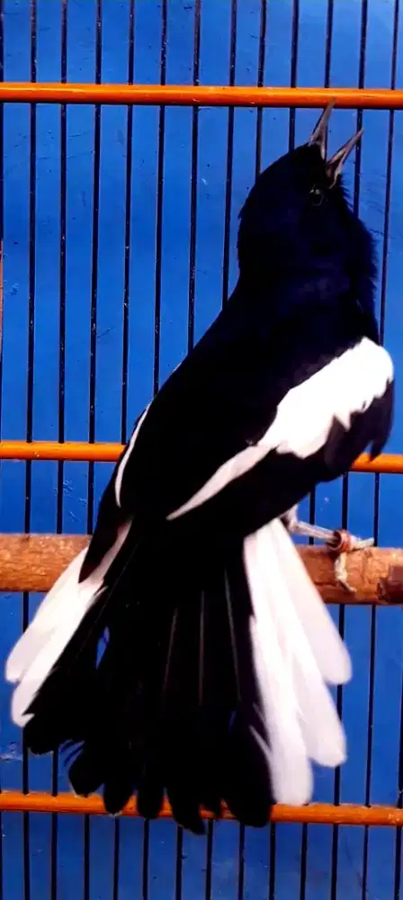 BURUNG KACER PRIYANGAN GACOR DOOR KOSLET