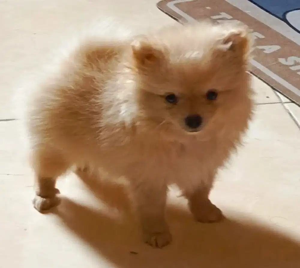 Pomeranian puppy (pure, no campuran), jantan
