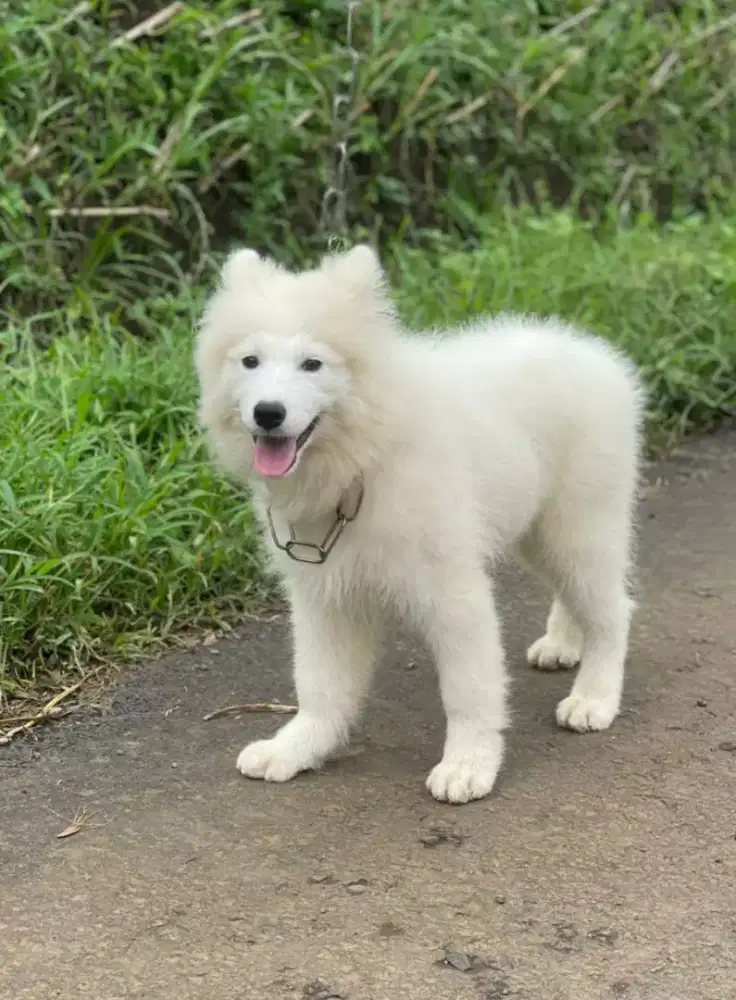 Pupies samoyed ( jatim)