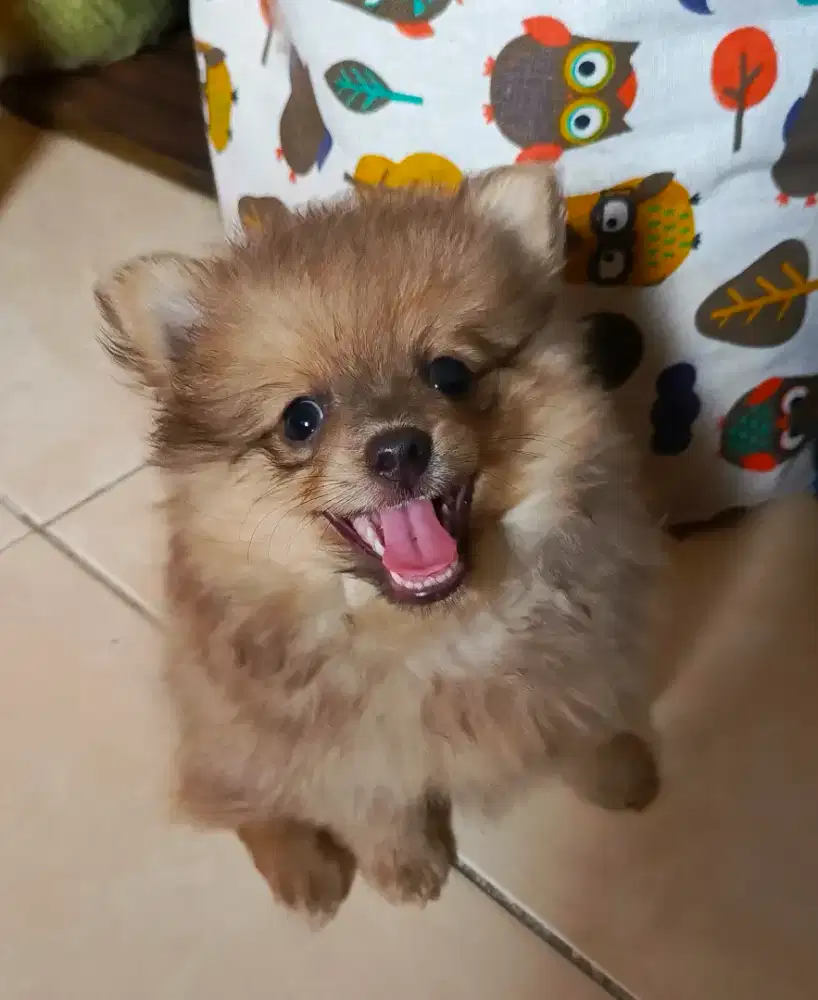 Pomeranian puppy (pure, no campuran), betina