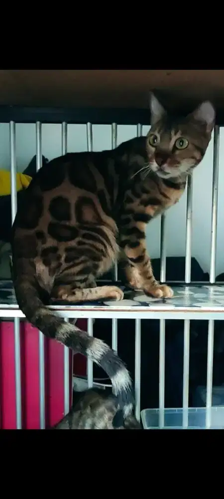 Kucing BETINA DEWASA PROVEN