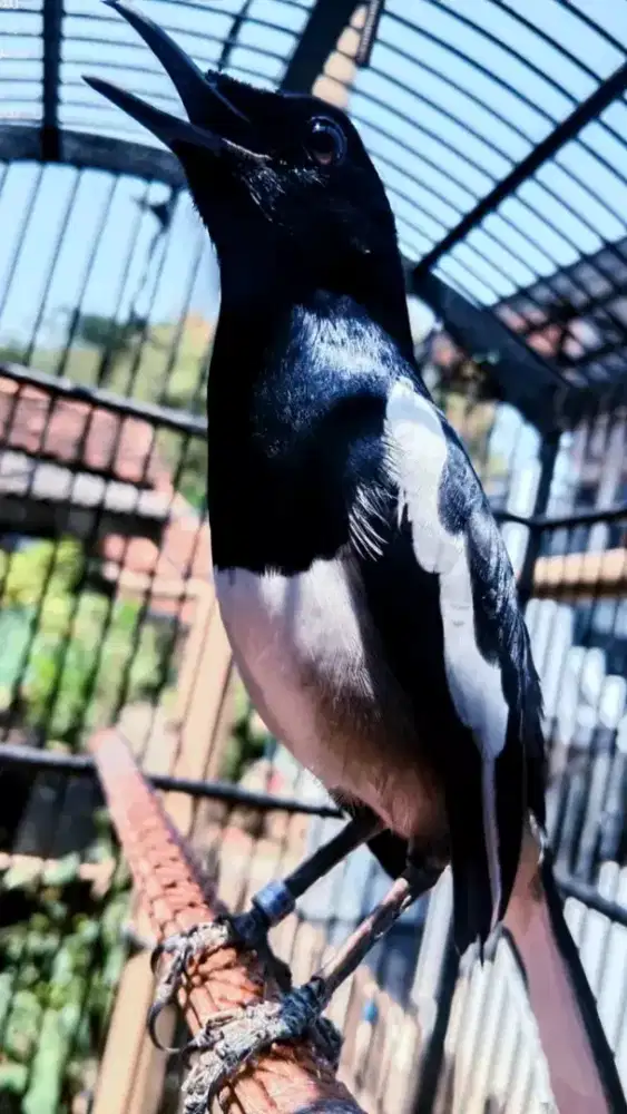 Kacer mulus jinak gacor