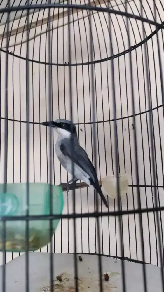 Jingjing petulak kalimantan masteran viral