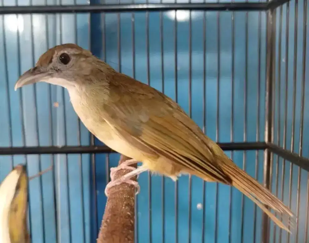 Kapas tembak mulus gacor