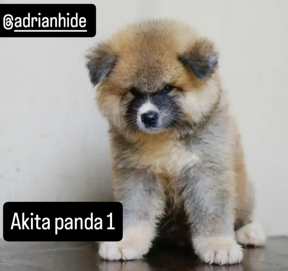 Akita Panda Rare