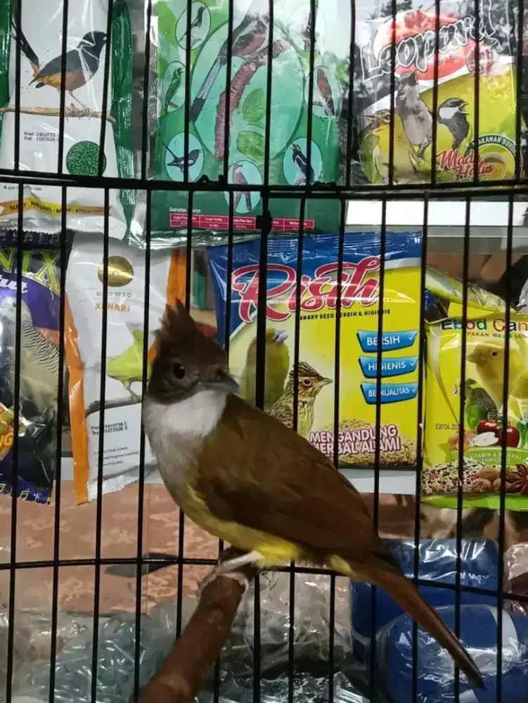 Cucak jenggot jabar mulus gacor