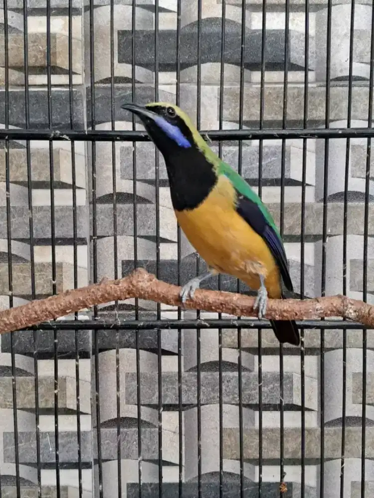 Sungko jantan muluss gacor