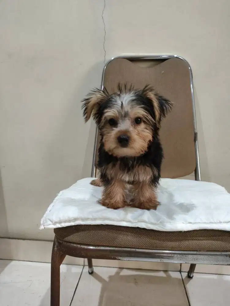 Jual Satu Anak Yorkshire Jantan