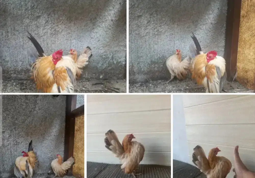 Sepasang ayam serama selam