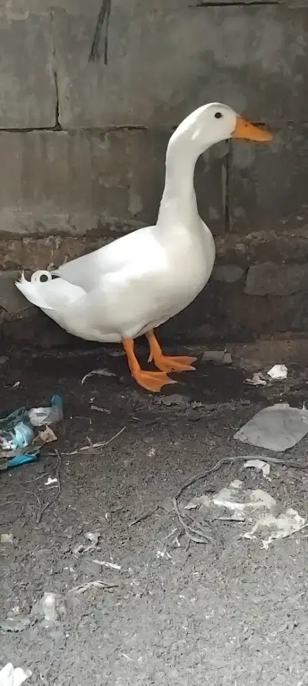 Bebek pejantan gacor