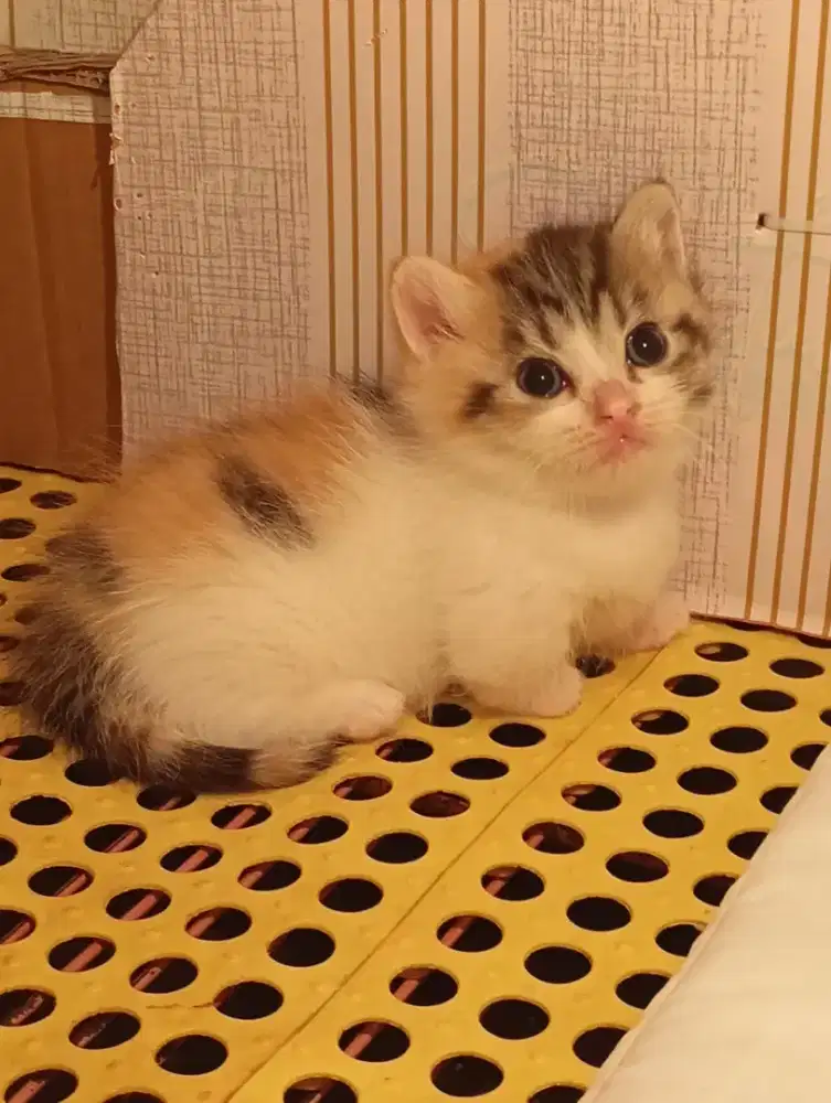 Munchkin kitten betina  calico ( nego)