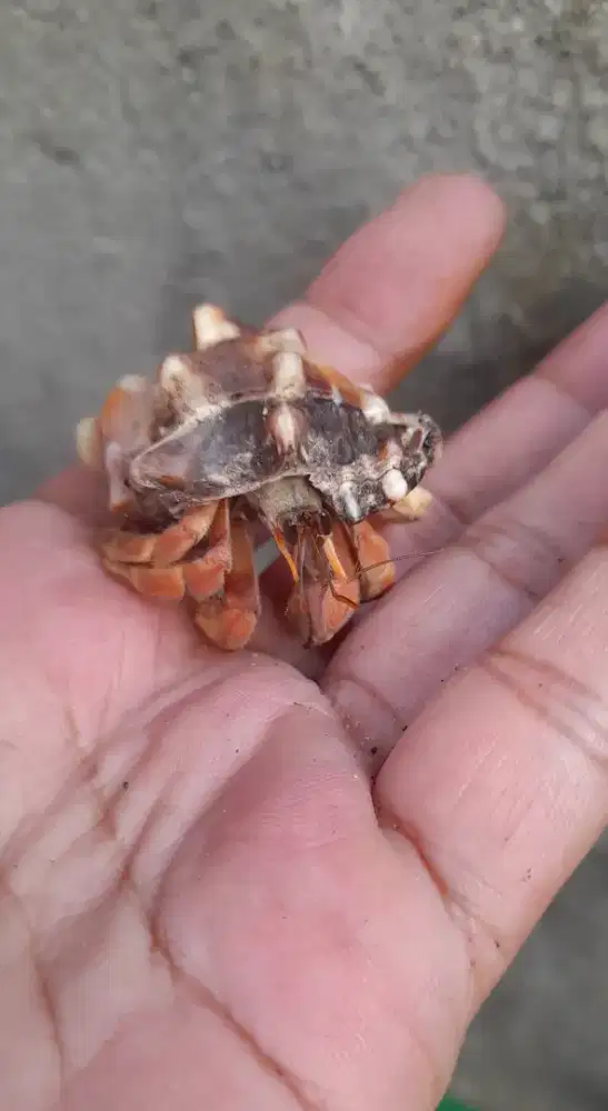 Size Kecil Kelomang 3ek