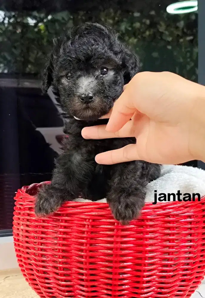 Anakan anjing poddle dijual