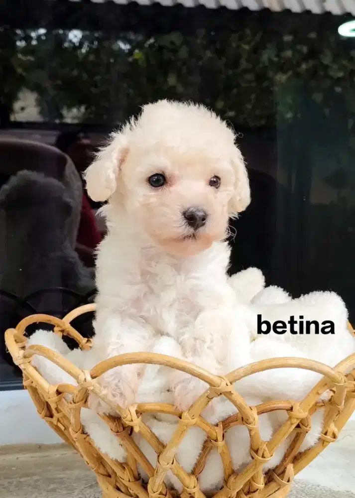 Anakan anjing poddle dijual