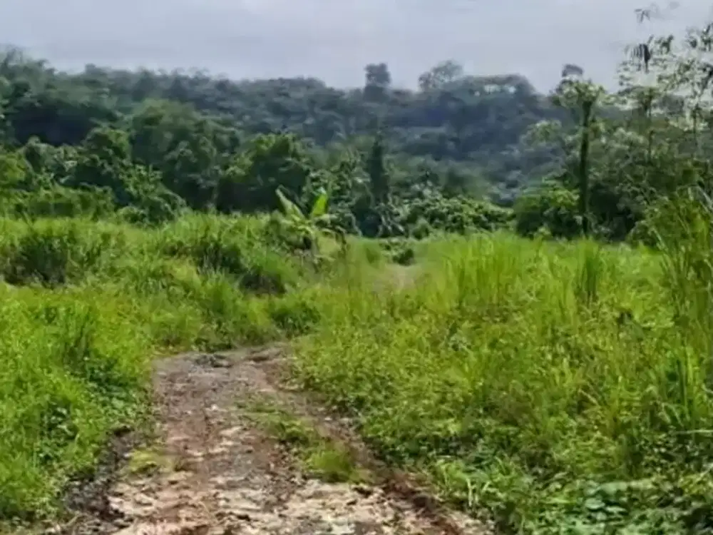 Dijual Tanah  Lokasi Sukasari Rumpin Bogor Luas  16ha