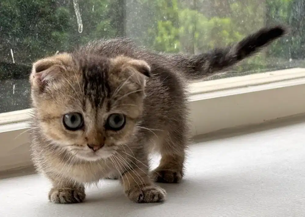 gaelic betina 3bulan