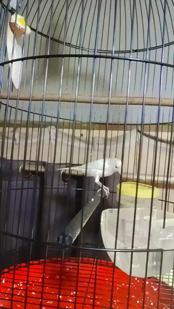 Kenari lokal Kalitan ring peternak