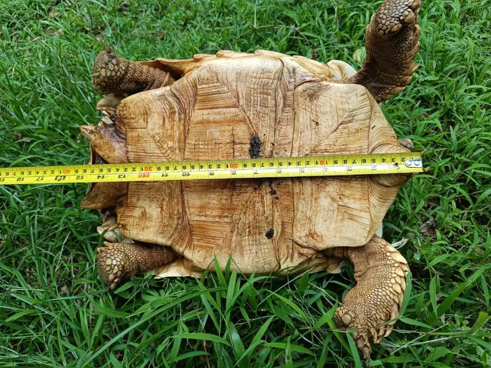 Kura-Kura Sulcata Jantan 37cm