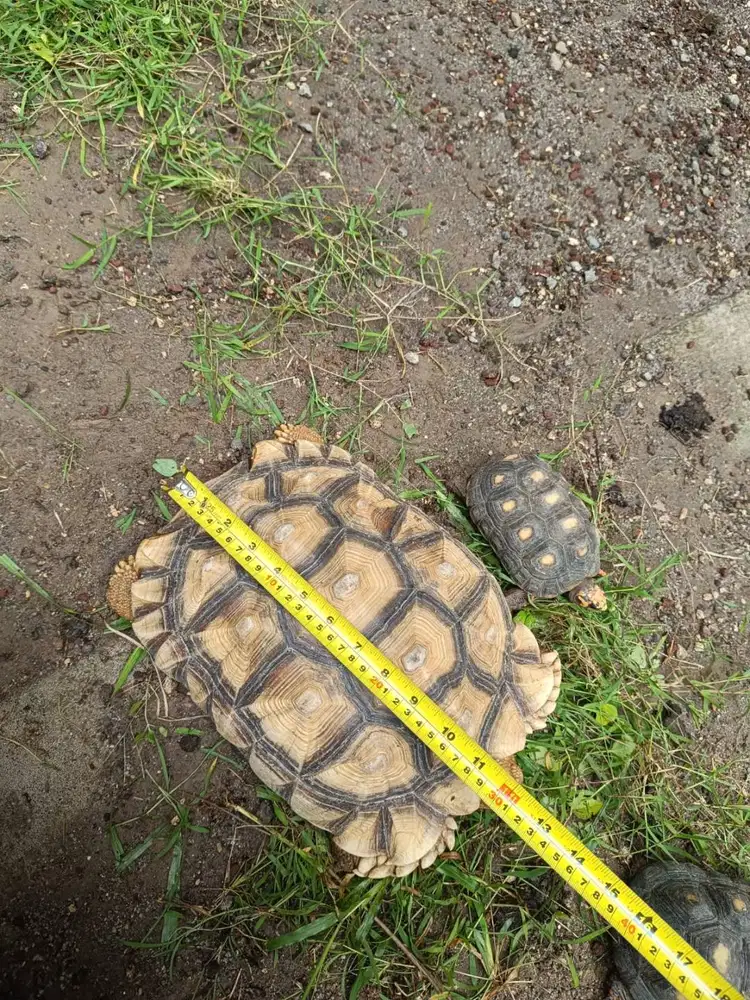 Kura-kura Sulcata Besar Jantan 31 cm