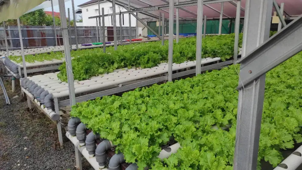 Dicari pengurus kebun hidroponik (Pria)