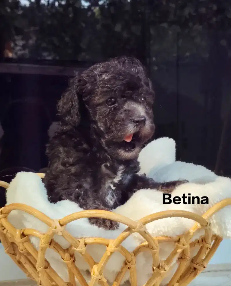 Anakan anjing poddle dijual