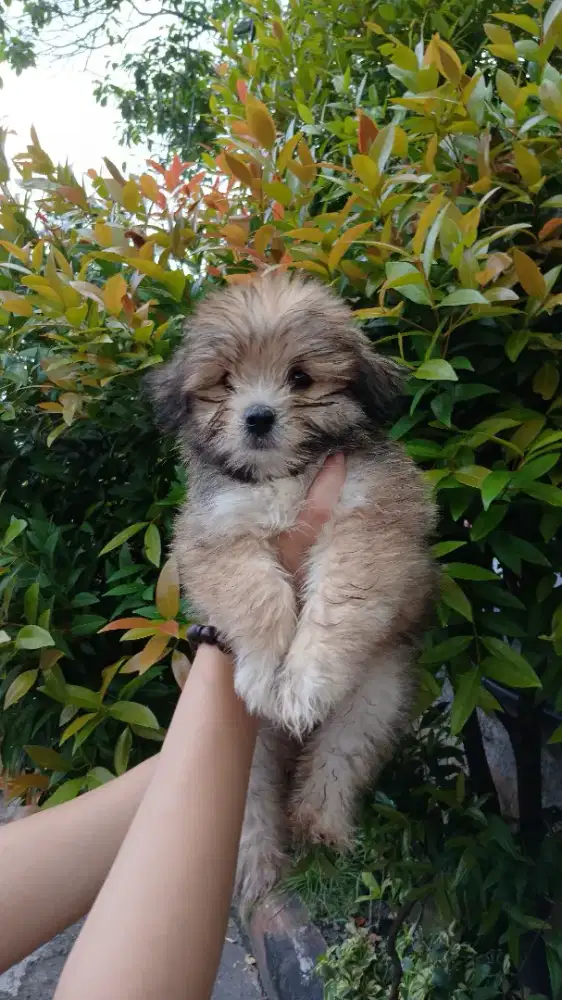 Maltisu ( maltese mix shitzu )