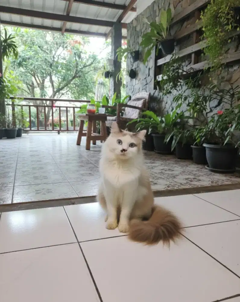 Himalaya midol longhair