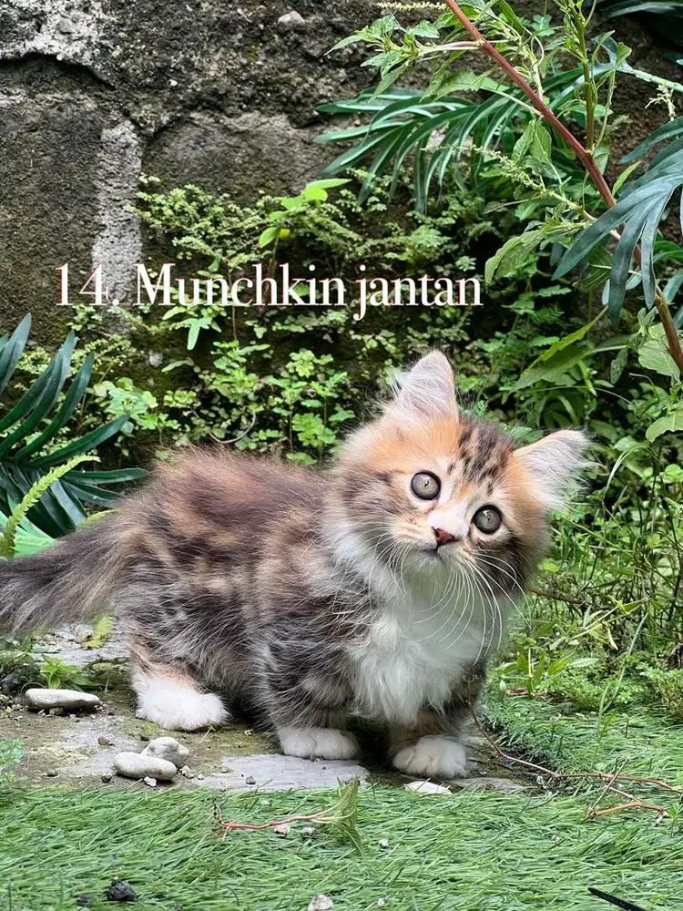 Kucing munchkin cebol