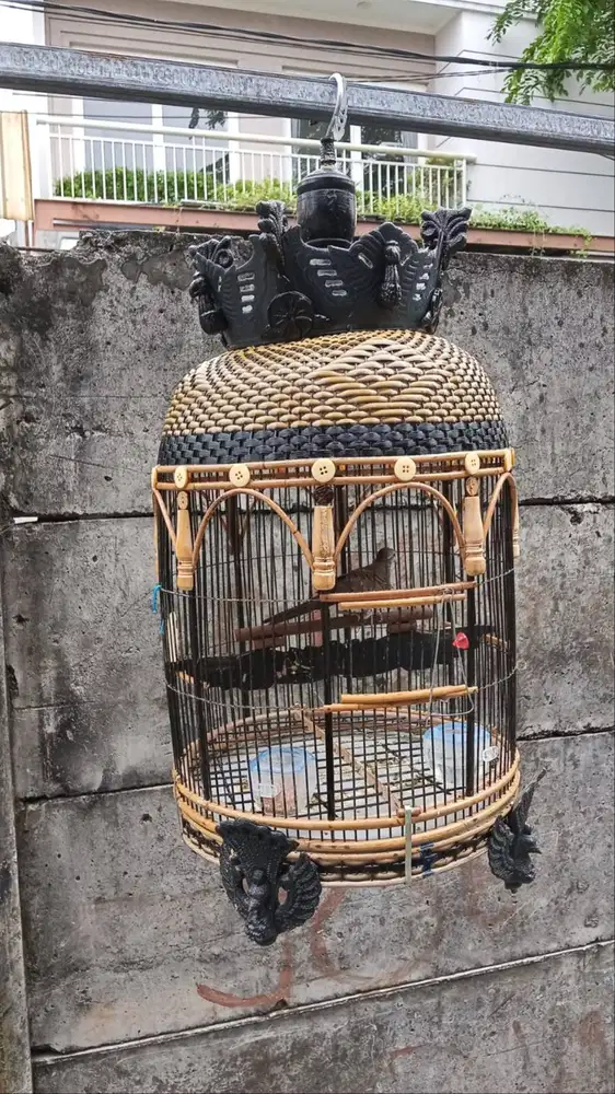 Sangkar bagus & burung lokal Alam