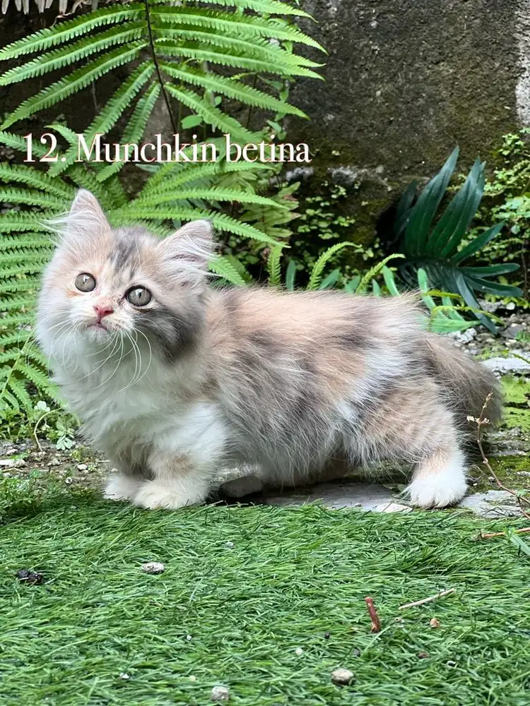 Kucing munchkin cebol