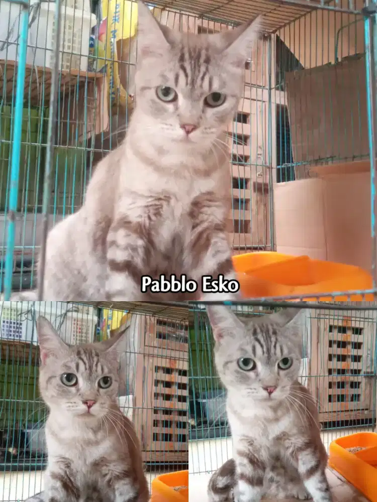 Kucing British x Himalaya