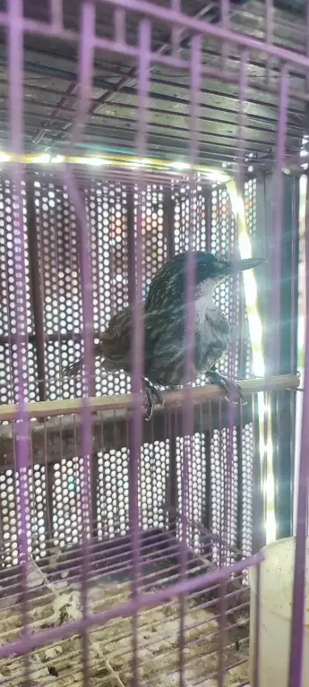 Poksay rowo atau rowo rowo JARANG ADA