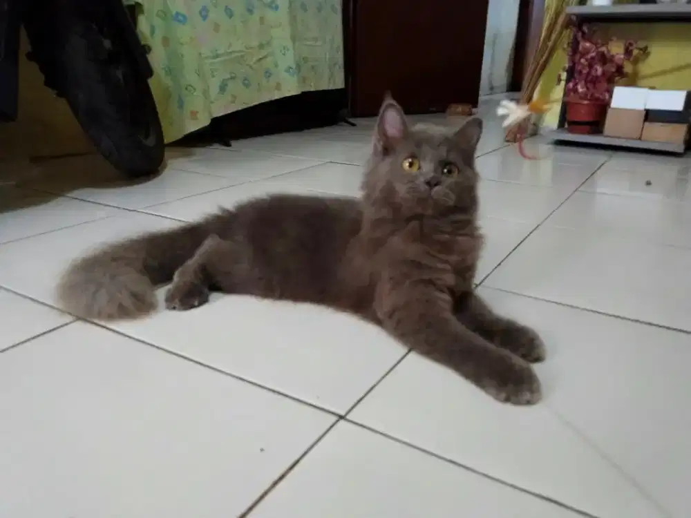 Kucing Kitten Persia