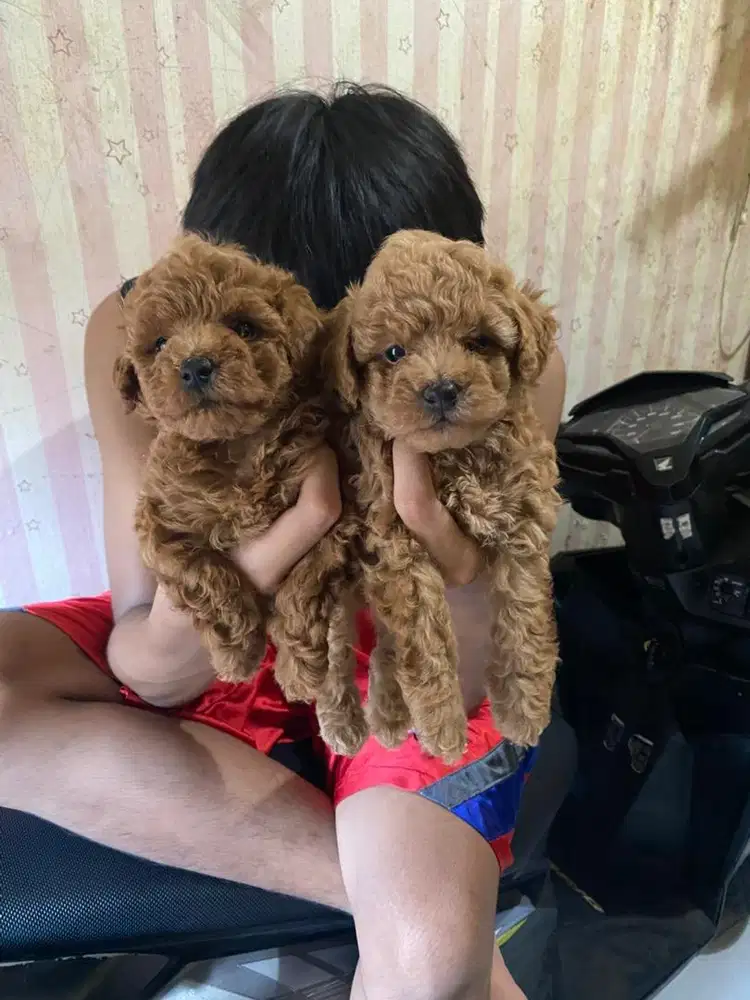 Toy poodle jantan dan betina non stb