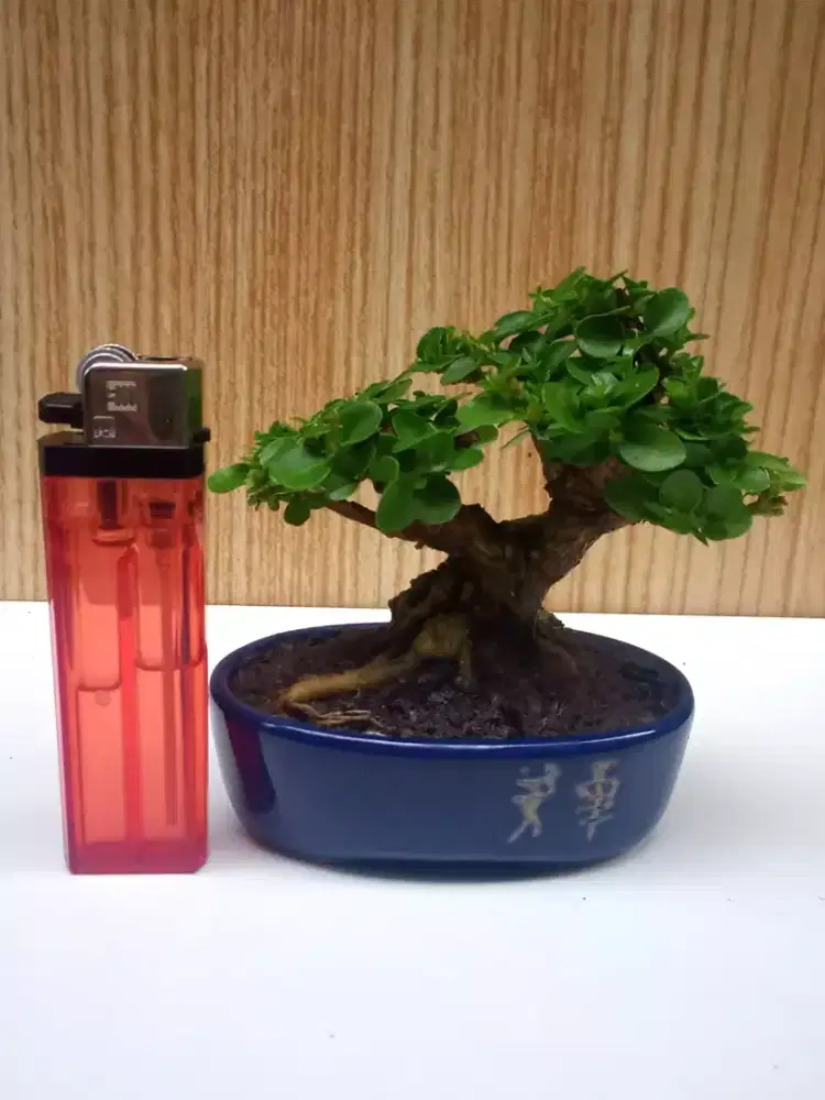Bonsai Sancang The Max SHITO