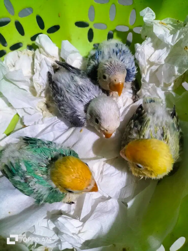 Jual cepat lolohan Lovebird