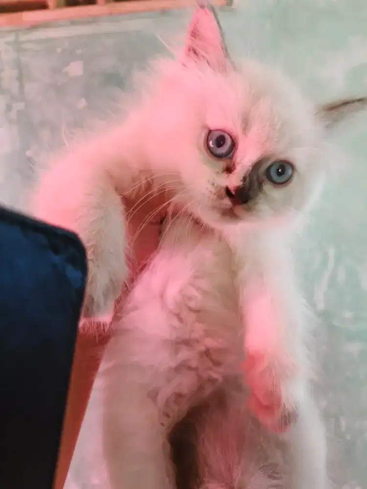 Kucing betina usia 2 bulan