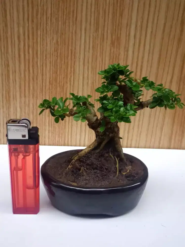 Bonsai Sancang SHITO Pot Keramik