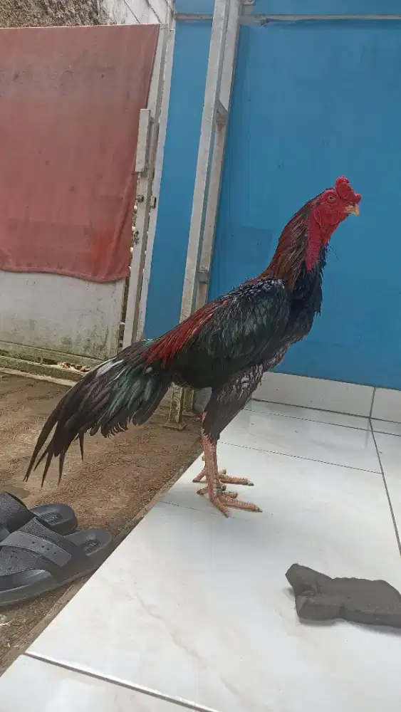 Ayam Bangkok Petarung