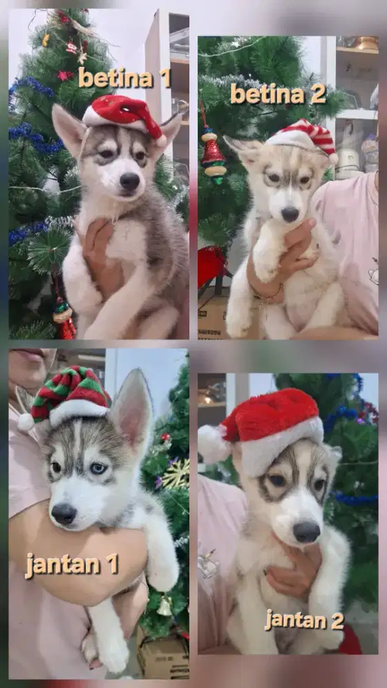 Dijual anakan Husky
