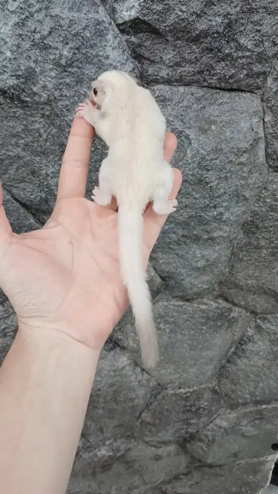 Sugar glider joey creamino